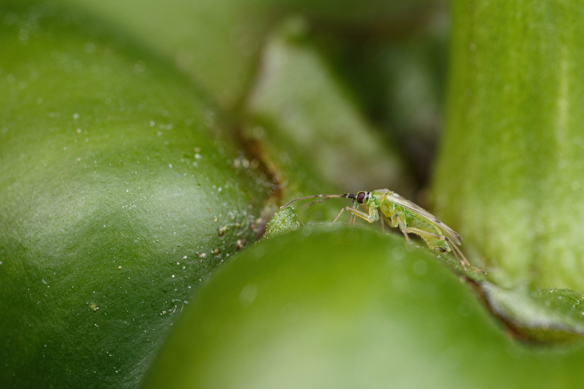 Tuta absoluta — φωτογραφία 4