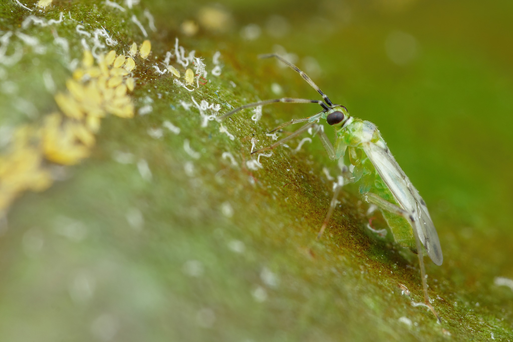 Tuta absoluta — φωτογραφία 5