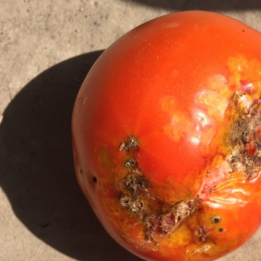 Tuta absoluta — φωτογραφία 6