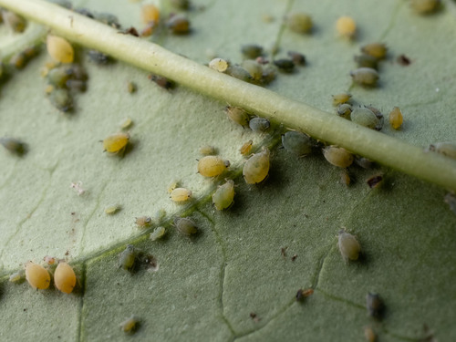 Αφίδες — φωτογραφία 2