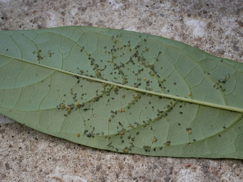 Αφίδες — φωτογραφία 4