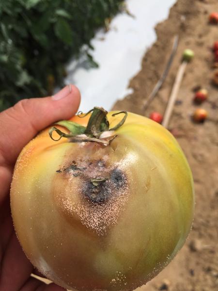 Σποριοποίηση