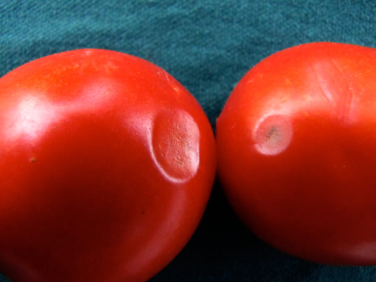 Λανθάνουσα