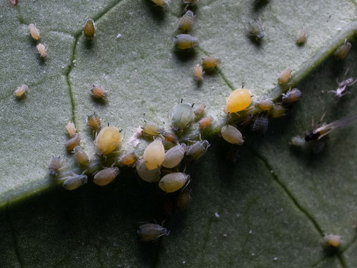 Αφίδες — φωτογραφία 3