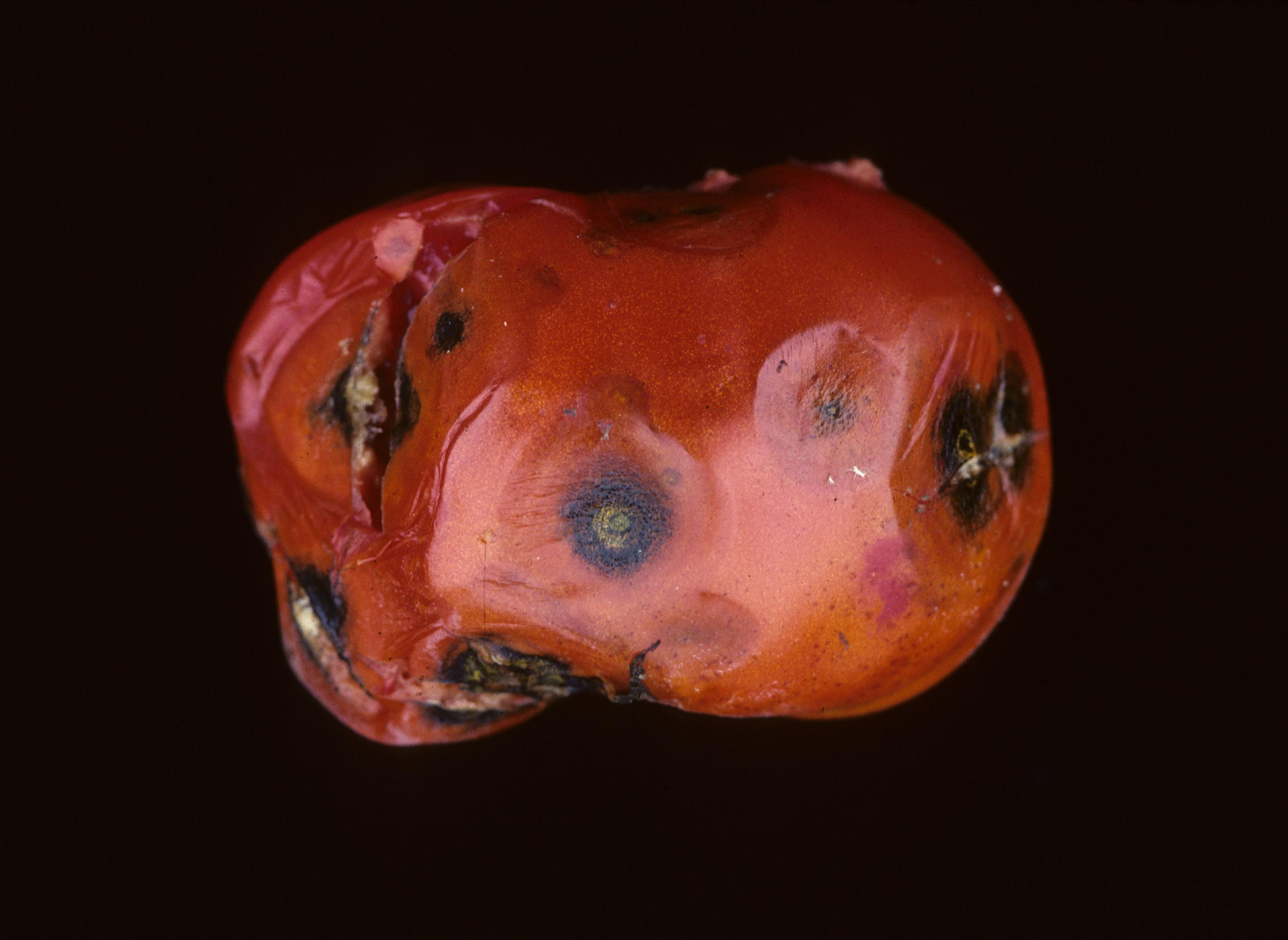 Σποριοποίηση