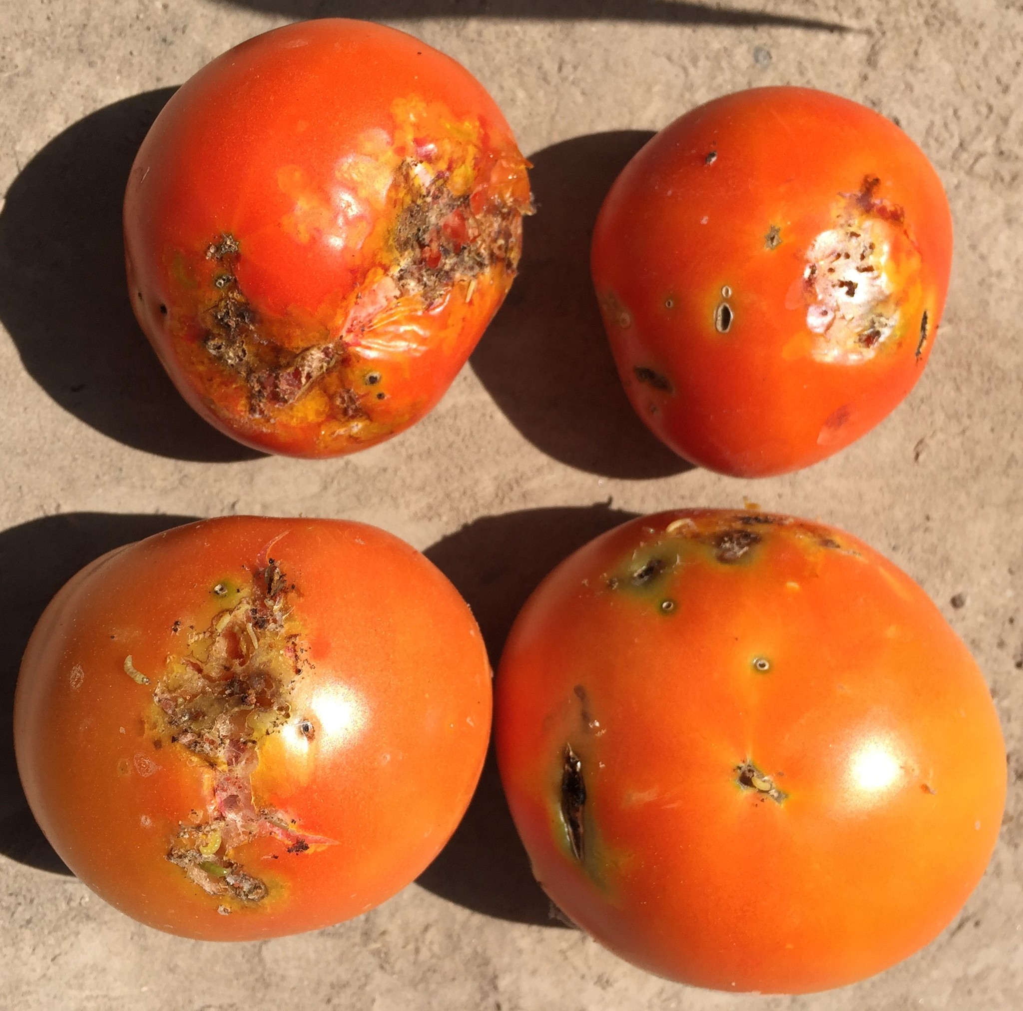 Tuta absoluta — φωτογραφία 3