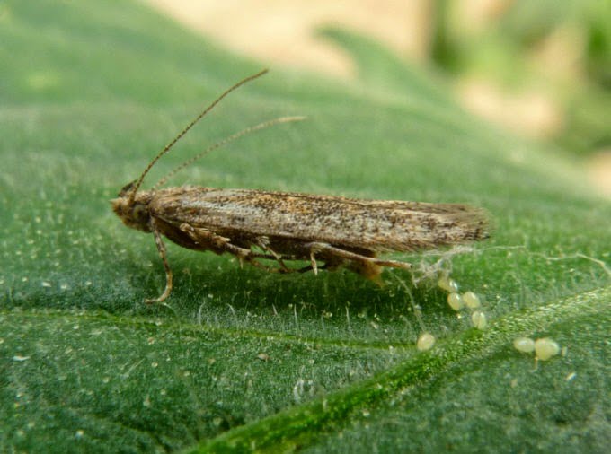 Tuta absoluta — φωτογραφία 2