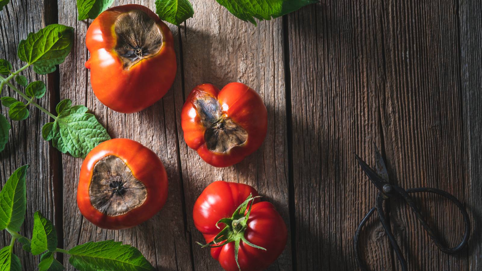 Τάπα τομάτας - κύρια εικόνα