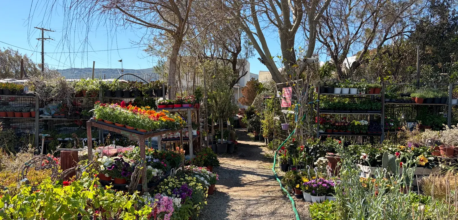 Κεντρική φωτογραφία Φυτώριο Κεραμικά με φυτά και μονοπάτι